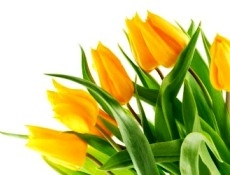 Поздравляем всех женщин! Поздравляем всех женщин!